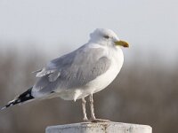 Larus argentatus 17, Zilvermeeuw, Saxifraga-Willem Jan Hoeffnagel