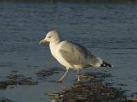 Larus argentatus 19, Zilvermeeuw, Saxifraga-Marijke Verhagen