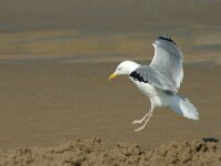 Larus argentatus 26, Zilvermeeuw, adult, Saxifraga-Jan van der Straaten
