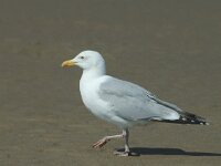 Larus argentatus 28, Zilvermeeuw, adult, Saxifraga-Jan van der Straaten