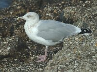 Larus argentatus 3, Zilvermeeuw, Saxifraga-Jan van der Straaten