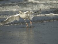 Larus argentatus 34, Zilvermeeuw, Saxifraga-Marijke Verhagen