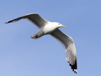 Larus argentatus 35, Zilvermeeuw, Saxifraga-Mark Zekhuis