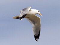 Larus argentatus 37, Zilvermeeuw, Saxifraga-Mark Zekhuis