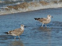 Larus argentatus 44, Zilvermeeuw, juvenile second winter, Saxifraga-Willem van Kruijsbergen