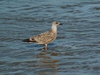 Larus argentatus 45, Zilvermeeuw, juvenile second winter, Saxifraga-Willem van Kruijsbergen