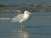 Larus argentatus 5, Zilvermeeuw, Saxifraga-Jan van der Straaten