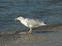 Larus argentatus 52, Zilvermeeuw, subadult, Saxifraga-Jan van der Straaten