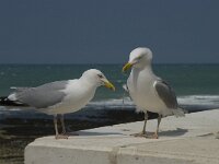 Larus argentatus 64, Zilvermeeuw, display, Saxifraga-Willem van Kruijsbergen