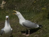 Larus argentatus 79, Zilvermeeuw, display, Saxifraga-Willem van Kruijsbergen