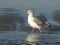 Larus argentatus 8, Zilvermeeuw, Saxifraga-Marijke Verhagen
