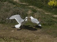 Larus argentatus 87, Zilvermeeuw, display, Saxifraga-Willem van Kruijsbergen