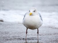 Larus argentatus 89, Zilvermeeuw, Saxifraga-Bart Vastenhouw