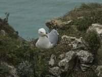 Larus argentatus 91, Zilvermeeuw, Saxifraga-Willem van Kruijsbergen