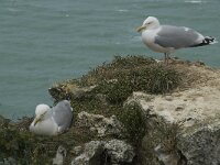 Larus argentatus 92, Zilvermeeuw, Saxifraga-Willem van Kruijsbergen