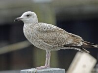 Larus argentatus 98, Zilvermeeuw, Saxifraga-Ab H Baas