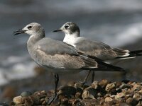 Larus atricilla 5, Lachmeeuw, Saxifraga-Mark Zekhuis
