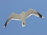 Larus canus 40, Stormmeeuw, Saxifraga-Bart Vastenhouw