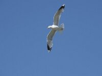 Larus canus 58, Stormmeeuw, Saxifraga-Willem van Kruijsbergen