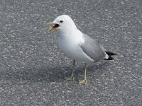 Larus canus 66, Stormmeeuw, Saxifraga-Willem van Kruijsbergen