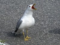 Larus canus 67, Stormmeeuw, Saxifraga-Willem van Kruijsbergen