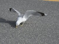 Larus canus 70, Stormmeeuw, Saxifraga-Willem van Kruijsbergen