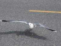Larus canus 72, Stormmeeuw, Saxifraga-Willem van Kruijsbergen