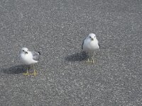Larus canus 73, Stormmeeuw, Saxifraga-Willem van Kruijsbergen