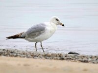 Larus delawarensis 3, Ringsnavelmeeuw, Saxifraga-Tom Heijnen