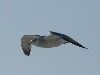 Larus fuscus 10, Kleine mantelmeeuw, juvenile, Saxifraga-Jan van der Straaten