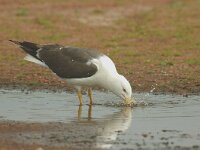 Larus fuscus 13, Kleine mantelmeeuw, Saxifraga-Piet Munsterman