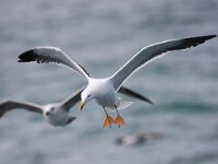 Larus fuscus 28, Kleine mantelmeeuw, Saxifraga-Bart Vastenhouw