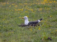 Larus fuscus 62, Kleine mantelmeeuw, Saxifraga-Luc Hoogenstein : Eneco