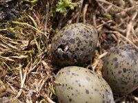 Larus fuscus 66, Kleine mantelmeeuw, Saxifraga-Luc Hoogenstein : Eneco