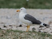 Larus fuscus 78, Kleine maletelmeeuw, adult, Saxifraga-Theo Verstrael