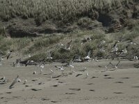 Larus fuscus graellsii 22, Kleine mantelmeeuw, Saxifraga-Willem van Kruijsbergen