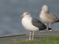 Larus fuscus graellsii 25, Britse kleine mantelmeeuw, Saxifraga-Luc Hoogenstein