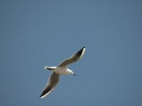 Larus genei 3, Dunsnavelmeeuw, Saxifraga-Jan van der Straaten