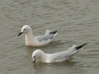 Larus genei 38, Dunsnavelmeeuw, Saxifraga-Willem van Kruijsbergen