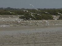 Larus genei 47, Dunsnavelmeeuw, Saxifraga-Jan van der Straaten