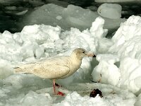 Larus hyperboreus 11, Grote burgemeester, Saxifraga-Piet Munsterman