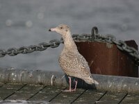 Larus hyperboreus 17, Grote burgemeester, Saxifraga-Bart Vastenhouw