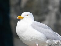 Larus hyperboreus 21, Grote burgemeester, Saxifraga-Bart Vastenhouw