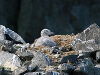 Larus hyperboreus 23, Grote burgemeester, Saxifraga-Bart Vastenhouw