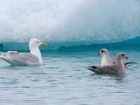 Larus hyperboreus 28, Grote burgemeester, Saxifraga-Bart Vastenhouw