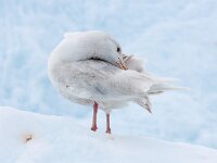 Larus hyperboreus 34, Grote burgemeester, Saxifraga-Bart Vastenhouw