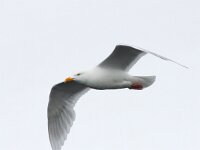 Larus hyperboreus 41, Grote burgemeester, Saxifraga-Bart Vastenhouw