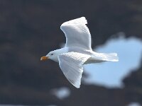 Larus hyperboreus 50, Grote burgemeester, Saxifraga-Bart Vastenhouw