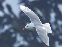 Larus hyperboreus 55, Grote burgemeester, Saxifraga-Bart Vastenhouw