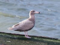 Larus hyperboreus 66, Grote burgemeester, Saxifraga-Bart Vastenhouw